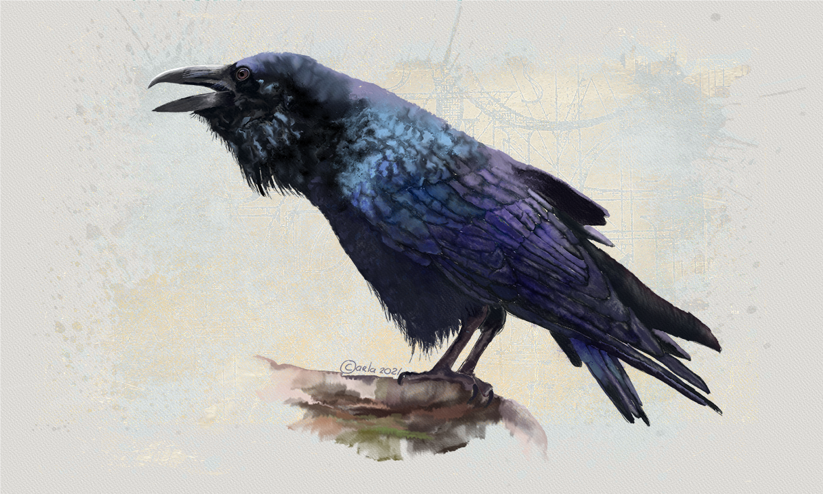 Raven watercolor