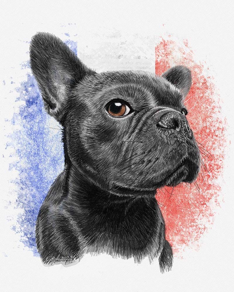 French Bulldog