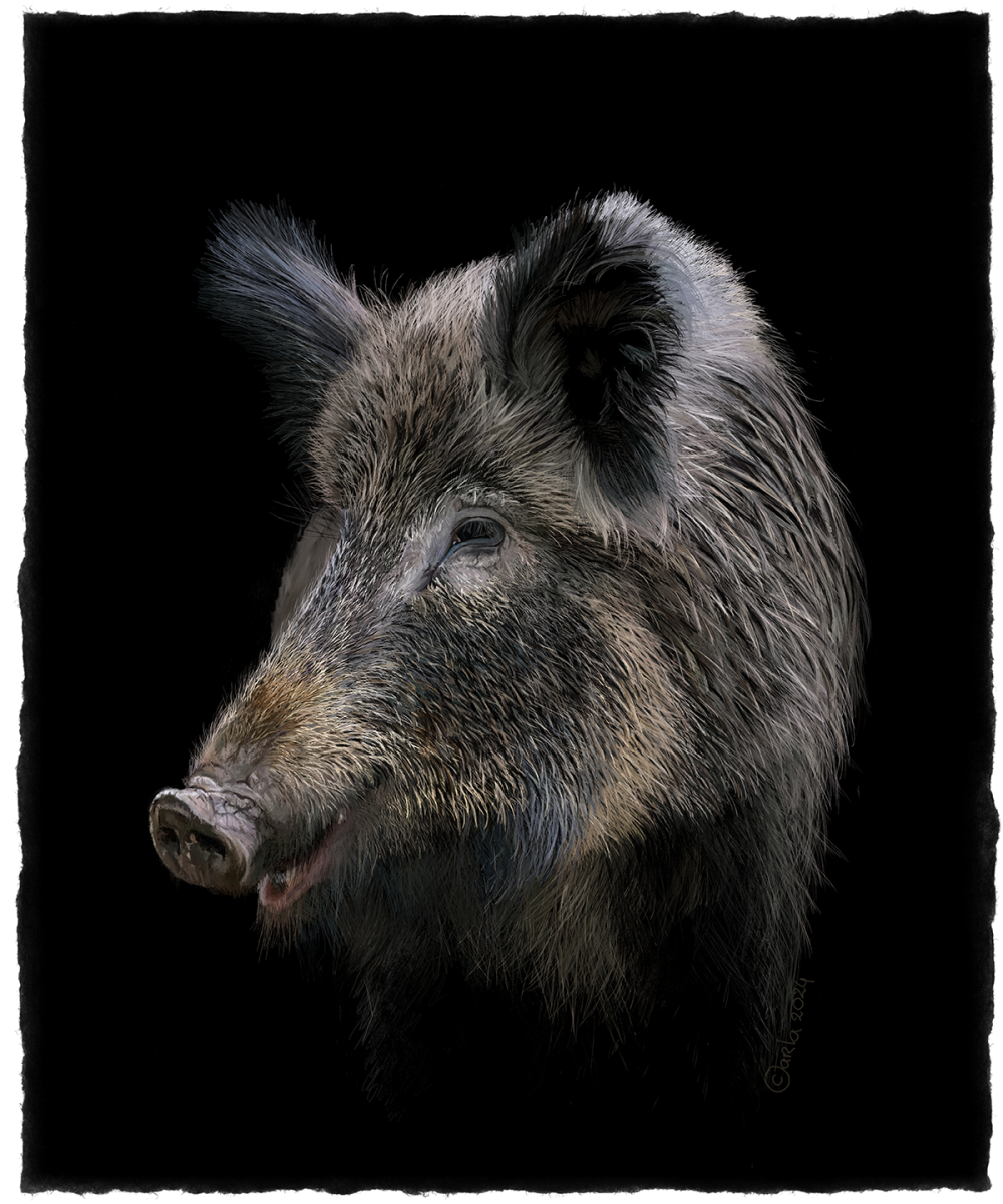 Wild Sow 