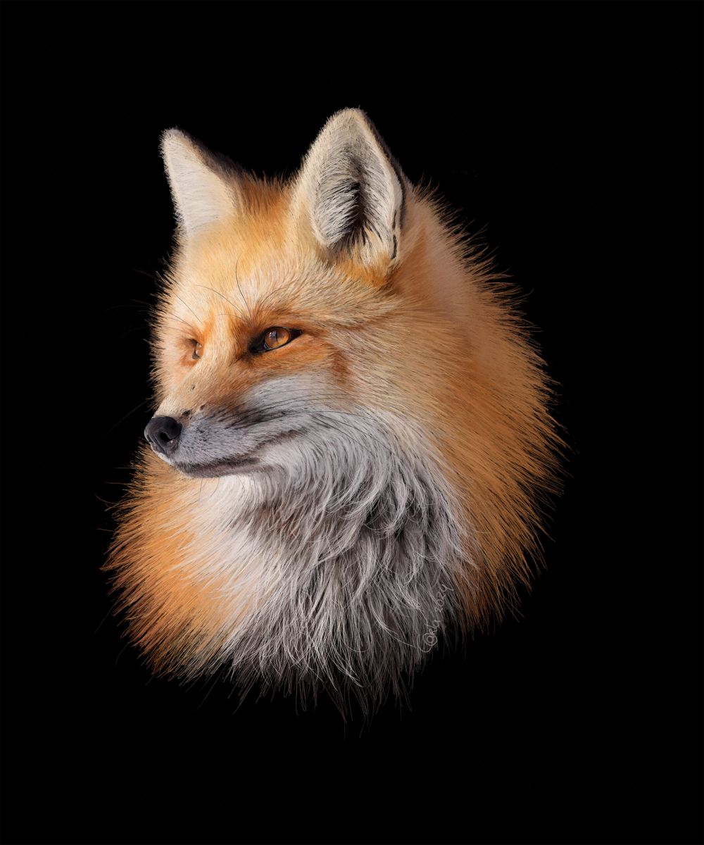 Fox portrait