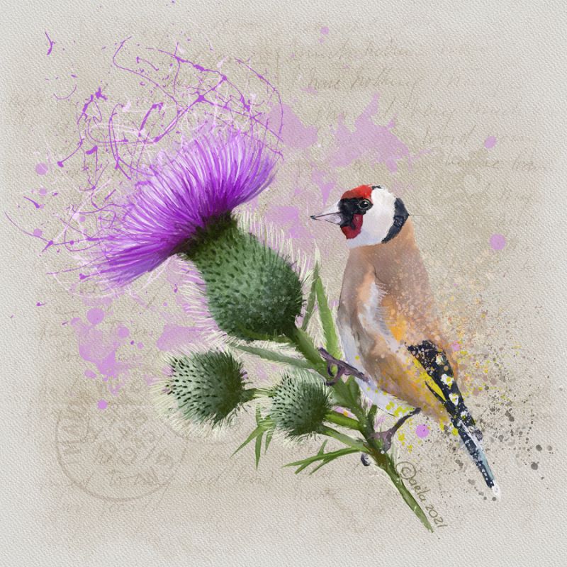 Thistle & goldfinch