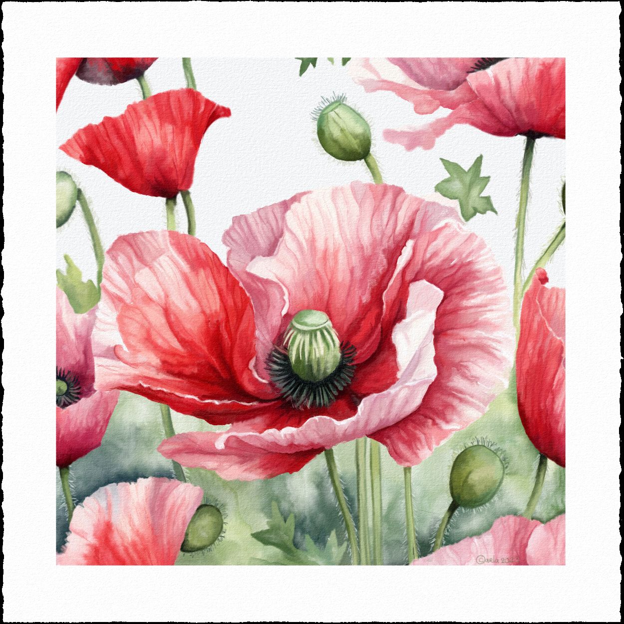 Poppy illustration card sample