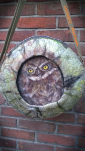 blog - wooly animals